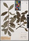 Foto von Salix cinerea L.